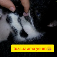 Tekir Kedi, Kedi  firikik fotoğrafı