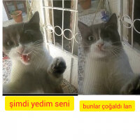 Tekir Kedi, Kedi  firikik fotoğrafı