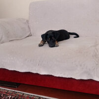 Dachshund (Sosis), Köpek  ŞİLA fotoğrafı