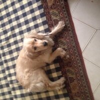 Golden Retriever, Köpek  Garip fotoğrafı