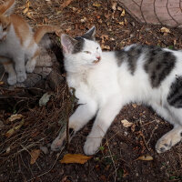 Tekir Kedi, Kedi  Oreo fotoğrafı