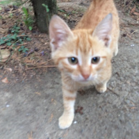 Abyssinian, Kedi  Şanslı fotoğrafı