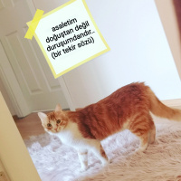Tekir Kedi, Kedi  HELEN fotoğrafı