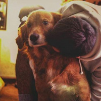 Golden Retriever, Köpek  Dexter fotoğrafı