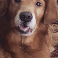 Golden Retriever, Köpek  Dexter fotoğrafı
