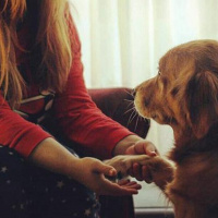 Golden Retriever, Köpek  Dexter fotoğrafı