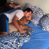 Golden Retriever, Köpek  Dexter fotoğrafı