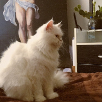 İran Kedisi (Persian), Kedi  Liza fotoğrafı