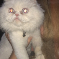 İran Kedisi (Persian), Kedi  Liza fotoğrafı