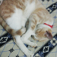 Sarman, Kedi  Kaju fotoğrafı