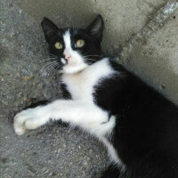 Tuxedo (Smokin) Kedi, Kedi  Minik fotoğrafı