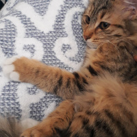 Tekir Kedi, Kedi  Ceku fotoğrafı