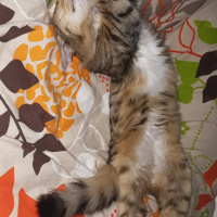 Tekir Kedi, Kedi  Ceku fotoğrafı
