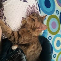 Tekir Kedi, Kedi  Ceku fotoğrafı