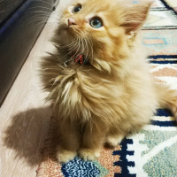 Sarman, Kedi  Dobby fotoğrafı