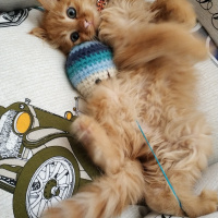 Sarman, Kedi  Dobby fotoğrafı