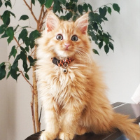 Sarman, Kedi  Dobby fotoğrafı