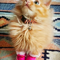 Sarman, Kedi  Dobby fotoğrafı