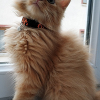 Sarman, Kedi  Dobby fotoğrafı