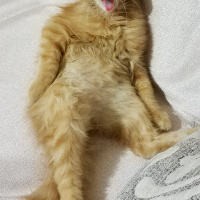 Sarman, Kedi  Dobby fotoğrafı