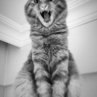 Sarman, Kedi  Dobby fotoğrafı