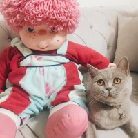 British Shorthair, Kedi  Duman fotoğrafı