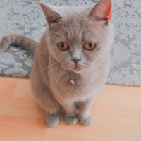 British Shorthair, Kedi  Duman fotoğrafı