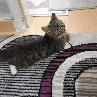 Tekir Kedi, Kedi  Minnak Haydar yuva arıyor fotoğrafı