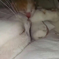 Scottish Fold, Kedi  Şeker fotoğrafı