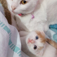 Scottish Fold, Kedi  Şeker fotoğrafı