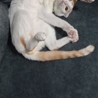 Scottish Fold, Kedi  Şeker fotoğrafı