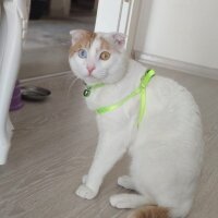 Scottish Fold, Kedi  Şeker fotoğrafı