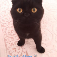 Scottish Fold, Kedi  Gece fotoğrafı