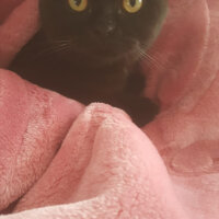 Scottish Fold, Kedi  Gece fotoğrafı