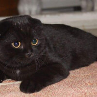 Scottish Fold, Kedi  Gece fotoğrafı