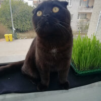 Scottish Fold, Kedi  Gece fotoğrafı