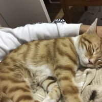 Sarman, Kedi  Tarçın fotoğrafı