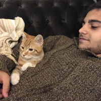 Sarman, Kedi  Tarçın fotoğrafı