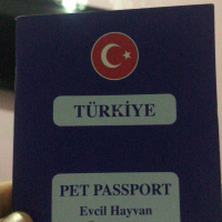 Sarman, Kedi  Tarçın fotoğrafı