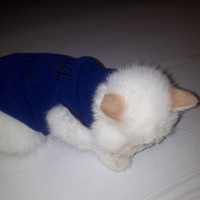 Exotic Shorthair, Kedi  Chanell fotoğrafı