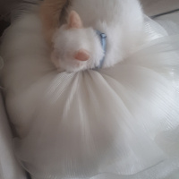 Exotic Shorthair, Kedi  Chanell fotoğrafı