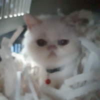 Exotic Shorthair, Kedi  Chanell fotoğrafı