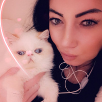 Exotic Shorthair, Kedi  Chanell fotoğrafı