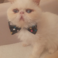 Exotic Shorthair, Kedi  Chanell fotoğrafı