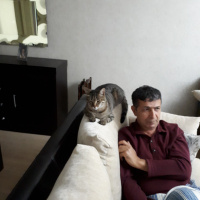 Tekir Kedi, Kedi  Tosun fotoğrafı
