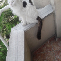 Norwegian Forest, Kedi  Loki fotoğrafı