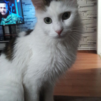 Norwegian Forest, Kedi  Loki fotoğrafı