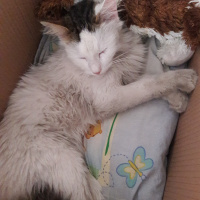 Norwegian Forest, Kedi  Loki fotoğrafı