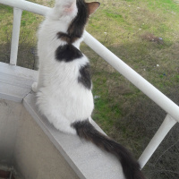Norwegian Forest, Kedi  Loki fotoğrafı