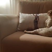 Scottish Fold, Kedi  Şeker fotoğrafı